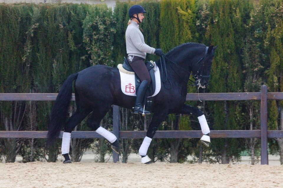 Do You Want This Horse?