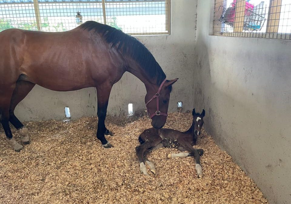 Foal in Barbados!