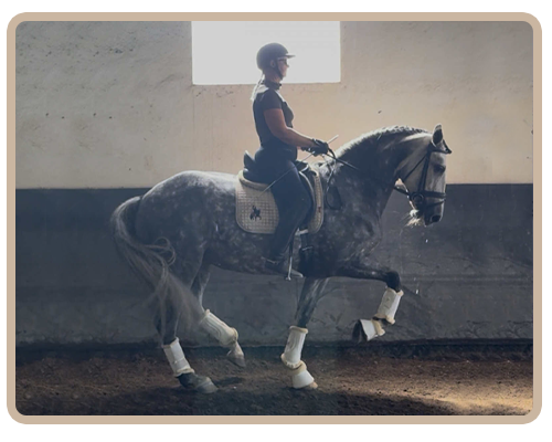 attorney-icon-light-05@2x