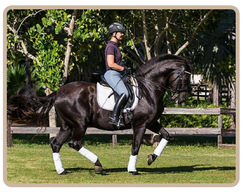 attorney-icon-light-06@2x